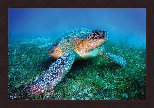 Framed Framed Loggerhead Sea Turtle - Animal