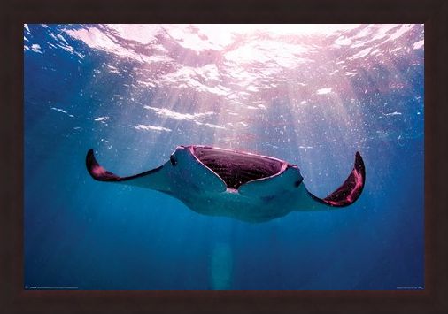 Framed Framed Manta Ray - Animal Photography
