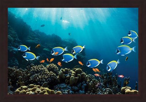 Framed Framed Tropical Waters - Surgeonfish & Goldies