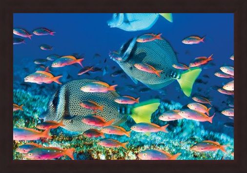 Framed Framed Yellow-Tailed Surgeonfish - Sealife