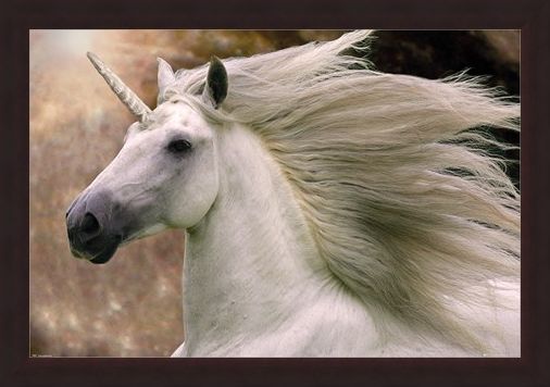 Framed Framed Unicorn - Bob Langrish