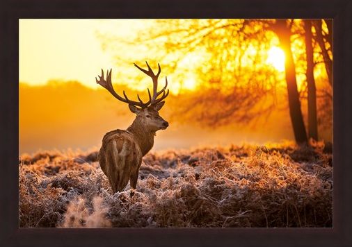 Framed Framed Golden Stag - Wildlife Wonders of The Sunrise