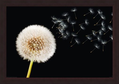 Framed Framed Dandelion Dream - Fly Away