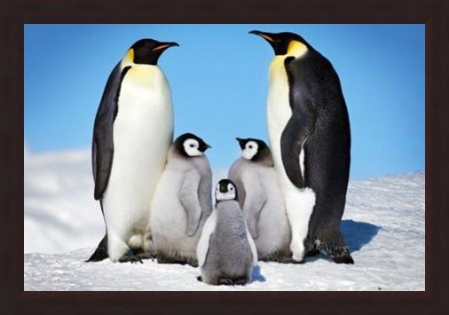 Framed Framed Penguin Harmony - Penguin Family