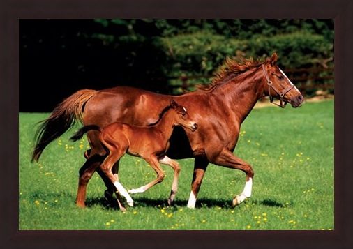 Framed Framed Chestnut Mare and Foal - The Beauty of Horses