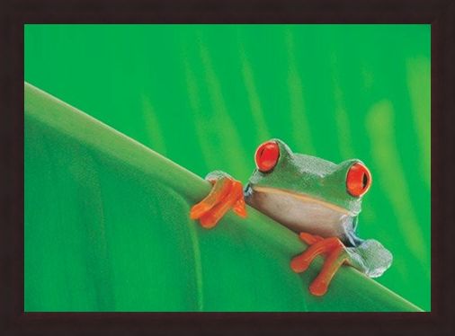 Framed Framed Red Eyed Frog - Nature