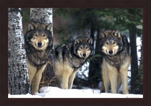 Framed Framed Three Wolves in the Snow - Canis Lupis – The Timberwolf