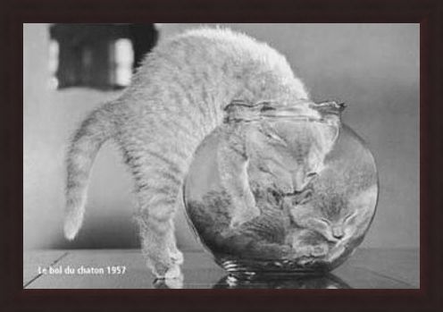 Framed Framed Bowl of Cats - Le Bol Du Chaton