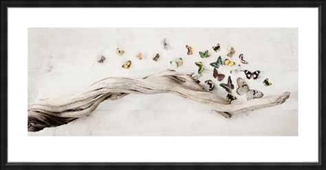 Framed Framed Drift of Butterflies - Ian Winstanley