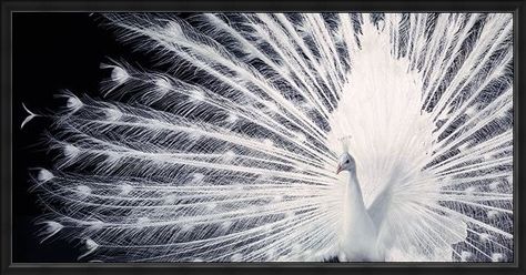 Framed Framed Courtship - Tim Flach