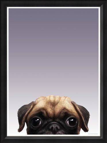 Framed Framed Pug - Inquisitive Creatures