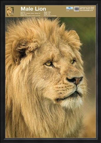 Framed Framed Animal World - Lion