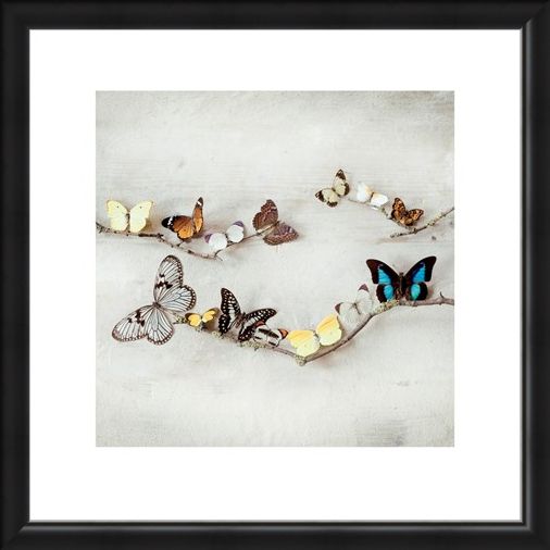 Framed Framed Array of Butterflies - Ian Winstanley