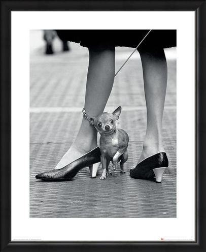 Framed Framed Chihuahua - Time Life