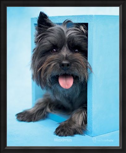 Framed Framed Maximus the Puppy - By Rachael Hale