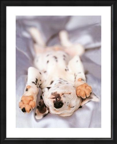 Framed Framed Monty - Rachael Hale