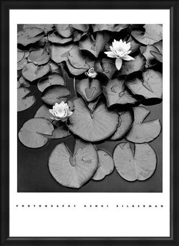 Framed Framed Waterlilies - Henri Silberman