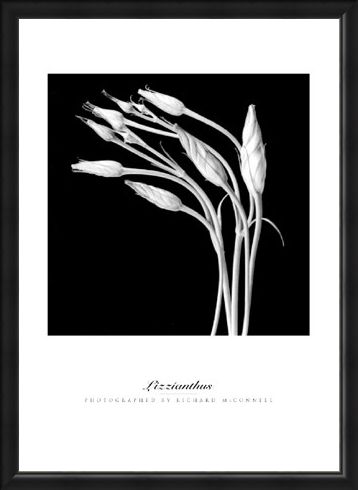 Framed Framed Lizzianthus - Richard McConnell