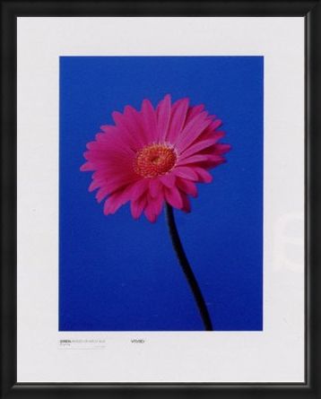 Framed Framed Gerbera Serenity - Masao Ota