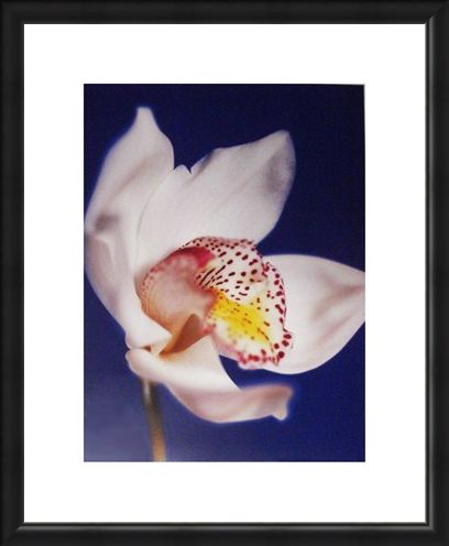 Framed Framed Orchid - Michael Banks