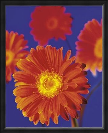 Framed Framed Red Flowers - Gerberas