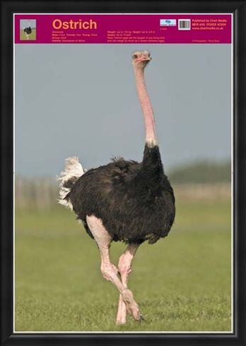 Framed Framed Ostrich - Wildlife Fun Facts