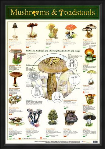 Framed Framed Mushrooms & Toadstools - Fungi
