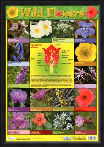 Framed Framed Wild Flowers - Parts of a Flower