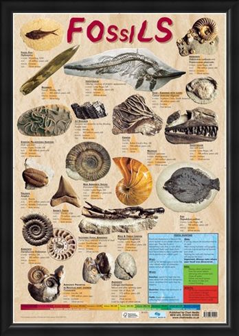 Framed Framed Fossils - Educational Chart