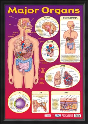 Framed Framed Find Your Way Around the Human Body! - Major Organs of The Body
