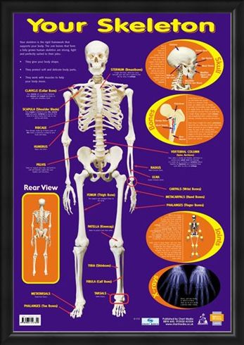 Framed Framed Your Skeleton - 206 Bones In The Body