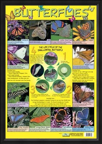 Framed Framed Butterflies - Life Cycle