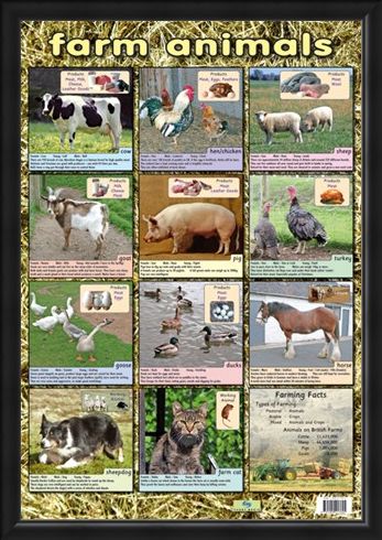 Framed Framed Farm Animals - Down On The Farm