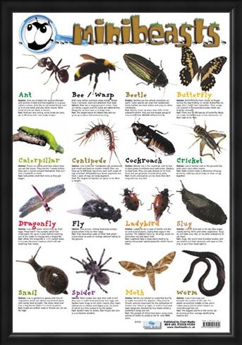 Framed Framed Mini Beast - Creepy Crawlies