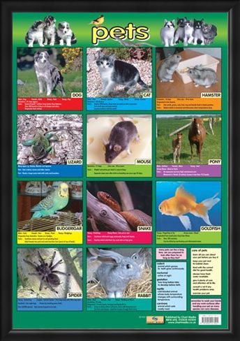 Framed Framed Pets - Not Just For Christmas!