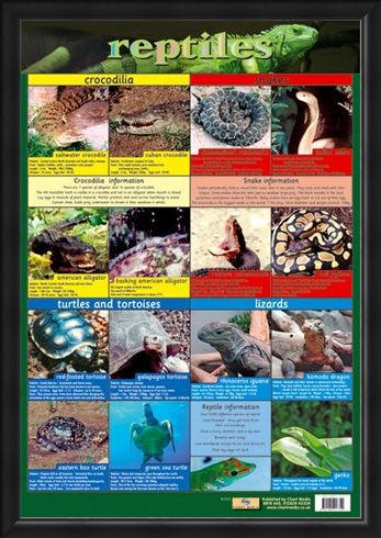 Framed Framed Reptiles - Snake, Rattle and Roll