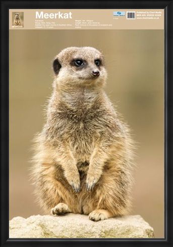 Framed Framed Animal World - The Meerkat