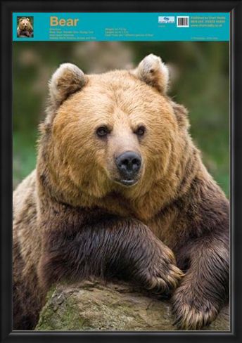 Framed Framed Nature's Big Teddy Bear - Bear