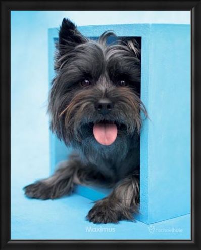 Framed Framed Maximus the Puppy - By Rachael Hale