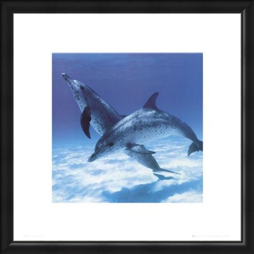 Framed Framed A Pair Of Bottle Nose Dolphins - Daniel McCulloch