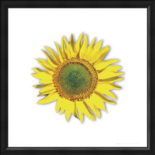 Framed Framed Sunflower - Solitary Bloom