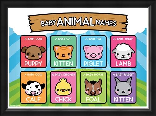 Framed Framed Baby Animal Names - Learning Is Fun