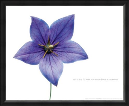 Framed Framed Life is the Flower - Love
