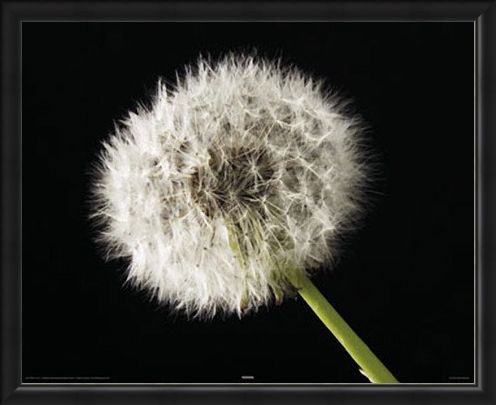 Framed Framed Dandelion - Macro Photography
