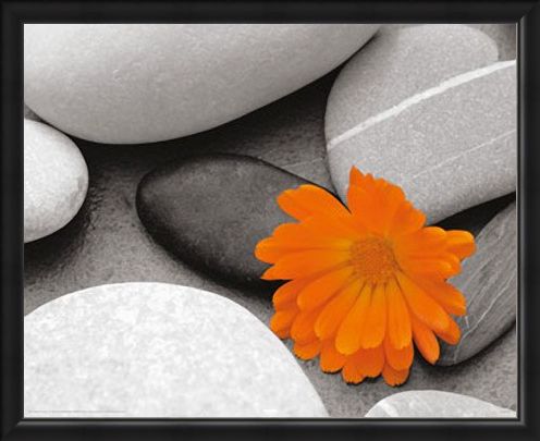 Framed Framed Marigold and Pebbles - Bright Flower amongst Stones