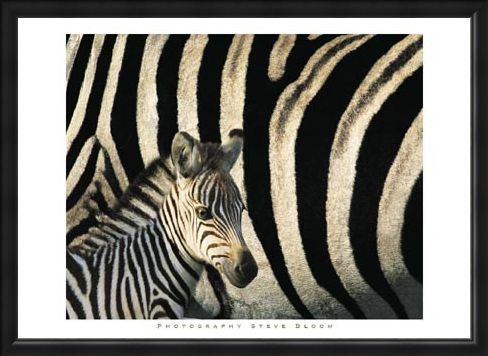 Framed Framed Zebra Stripes & Foal - Steve Bloom