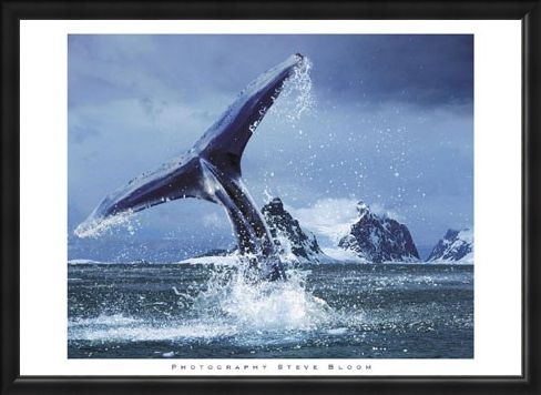Framed Framed Antarctica - Steve Bloom