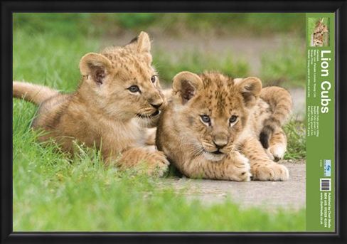 Framed Framed Lion Cubs - Fun Facts