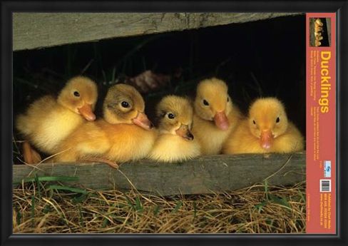 Framed Framed Fluffy Friends - All About Ducklings