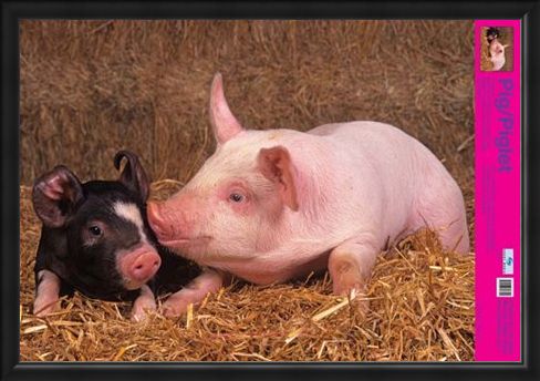 Framed Framed Curly Tailed Cutie - Piglets